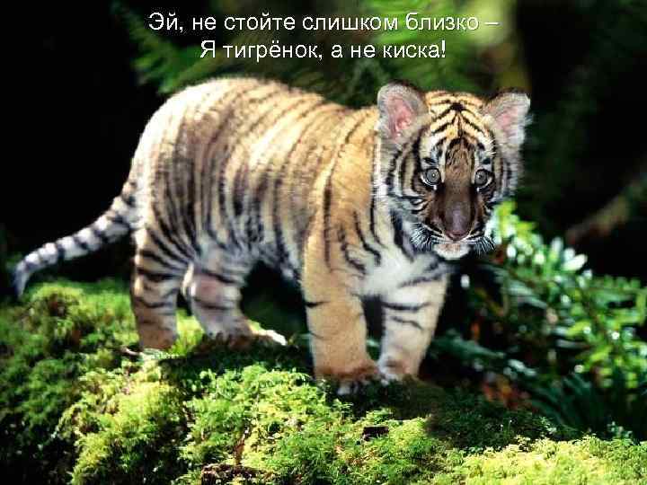 Эй, не стойте слишком близко – Я тигрёнок, а не киска! 