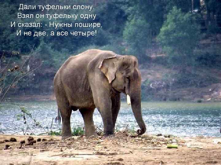 Дали туфельки слону. Взял он туфельку одну И сказал: - Нужны пошире, И не