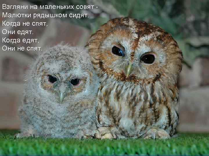 Взгляни на маленьких совят Малютки рядышком сидят. Когда не спят, Они едят. Когда едят,