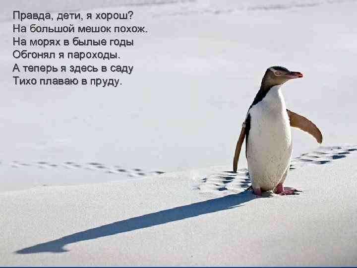 Правда, дети, я хорош? На большой мешок похож. На морях в былые годы Обгонял