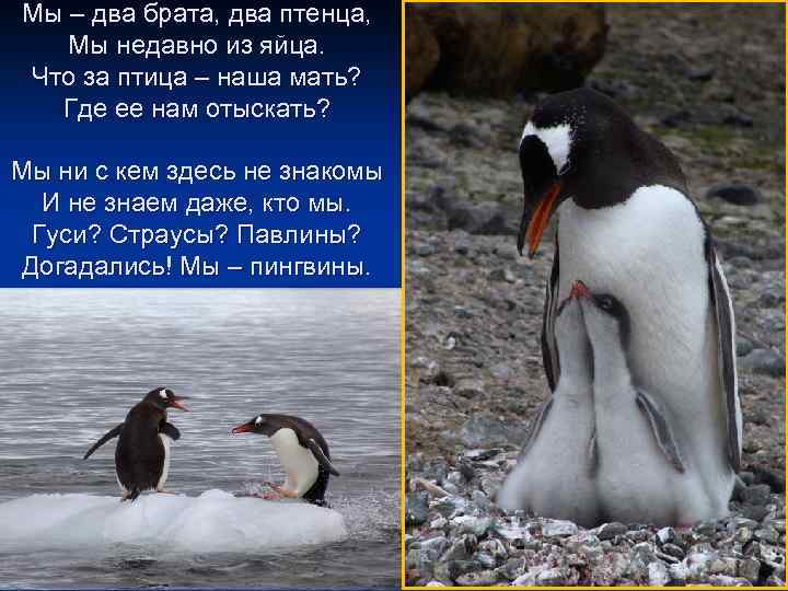 Мы – два брата, два птенца, Мы недавно из яйца. Что за птица –