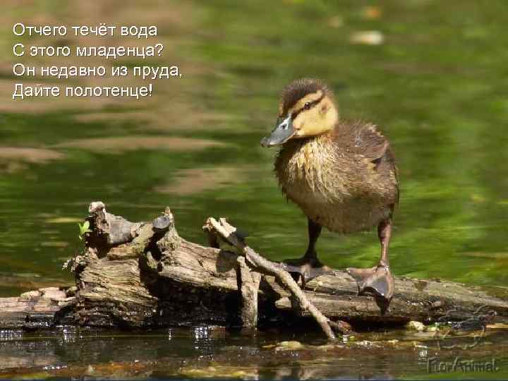 Отчего течёт вода С этого младенца? Он недавно из пруда, Дайте полотенце! 