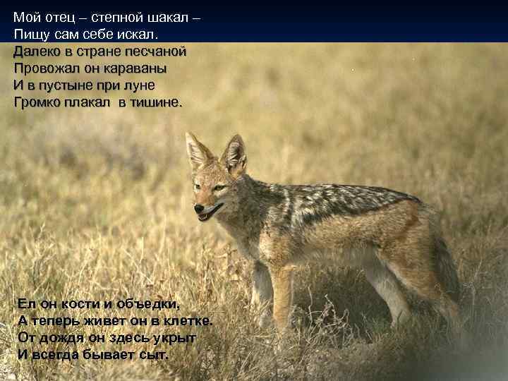 Мой отец – степной шакал – Пищу сам себе искал. Далеко в стране песчаной