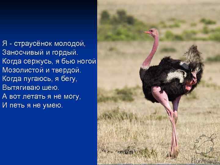 Я - страусёнок молодой, Заносчивый и гордый. Когда сержусь, я бью ногой Мозолистой и