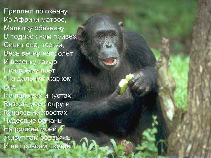 Приплыл по океану Из Африки матрос, Малютку обезьяну В подарок нам привёз. Сидит она,