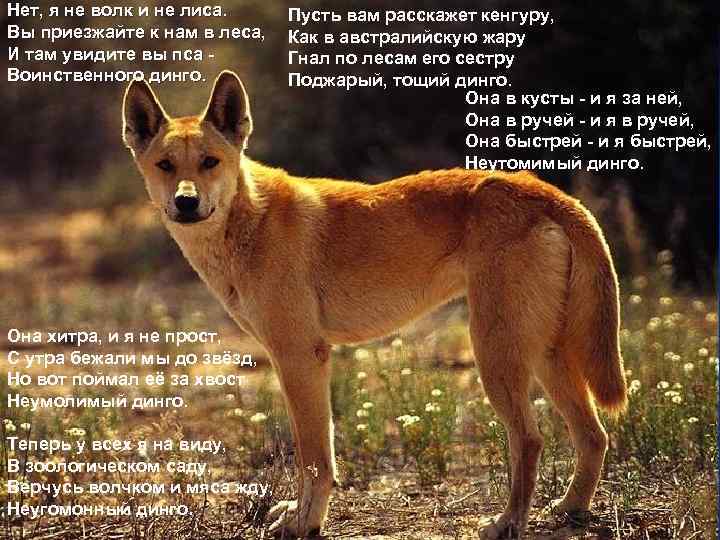 Нет, я не волк и не лиса. Вы приезжайте к нам в леса, И