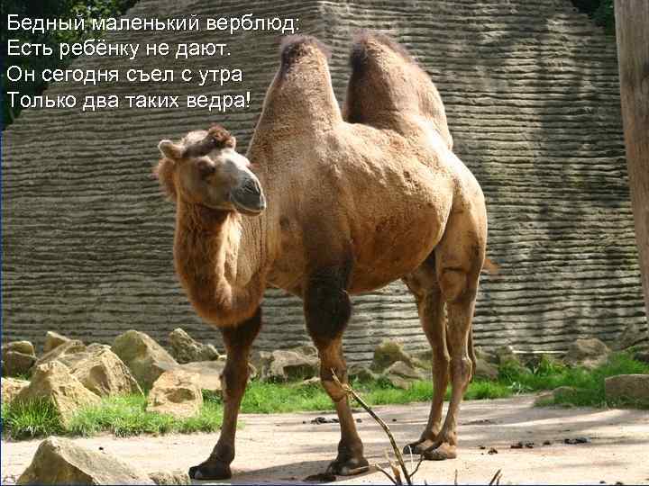 Бедный маленький верблюд: Есть ребёнку не дают. Он сегодня съел с утра Только два