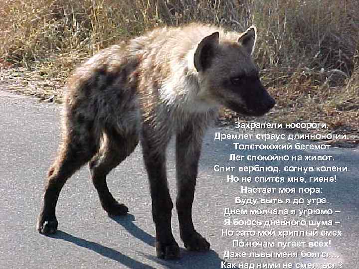 Захрапели носороги, Дремлет страус длинноногий. Толстокожий бегемот Лег спокойно на живот. Спит верблюд, согнув