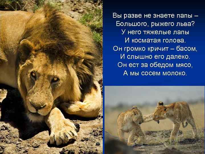 Вы разве не знаете папы – Большого, рыжего льва? У него тяжелые лапы И