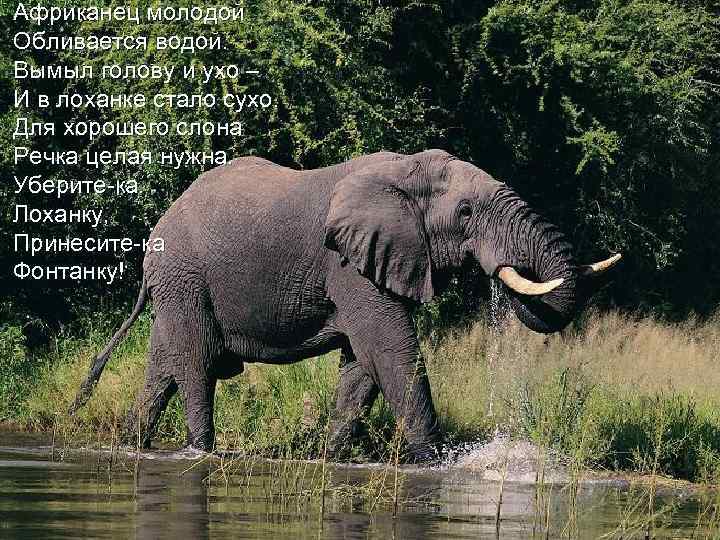 Африканец молодой Обливается водой. Вымыл голову и ухо – И в лоханке стало сухо.