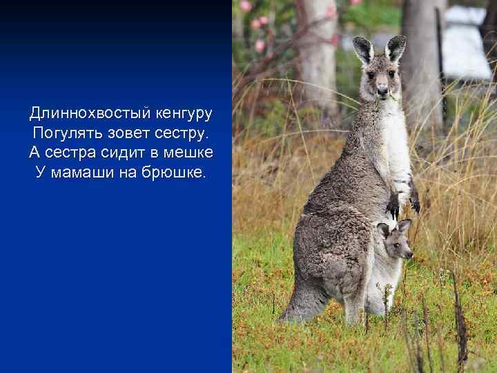 Длиннохвостый кенгуру Погулять зовет сестру. А сестра сидит в мешке У мамаши на брюшке.