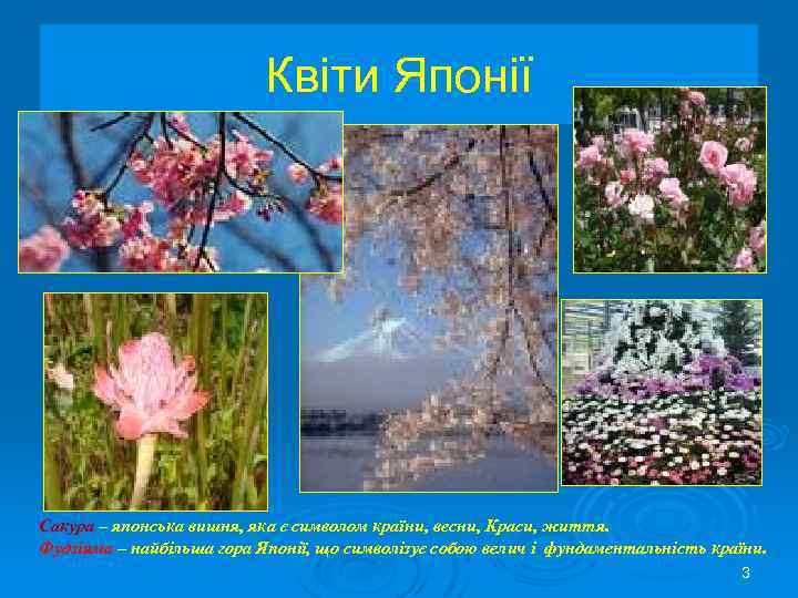 Квіти Японії Сакура – японська вишня, яка є символом країни, весни, Краси, життя. Фудзіяма