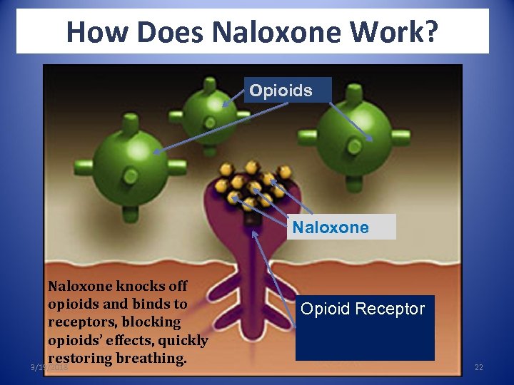 How Does Naloxone Work? Opioids Naloxone knocks off opioids and binds to receptors, blocking