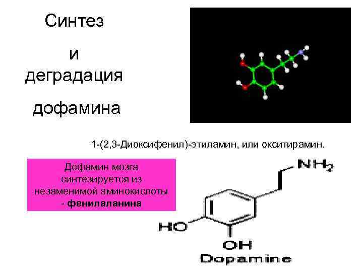 Синтез и деградация дофамина 1 -(2, 3 -Диоксифенил)-этиламин, или окситирамин. Дофамин мозга синтезируется из