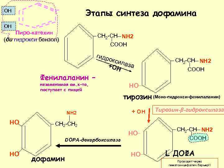 Фазы синтеза