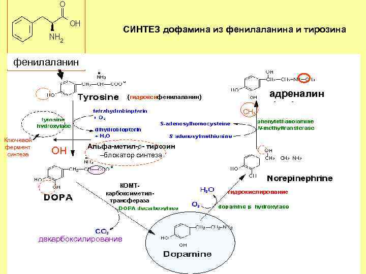 Тирозин фермент. Синтез дофамина из фенилаланина. Синтез адреналина из фенилаланина реакция. Синтез адреналина из фенилаланина. Синтез тирозина из фенилаланина.