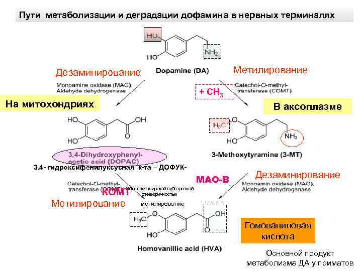 Пути метаболизации и деградации дофамина в нервных терминалях Метилирование Дезаминирование + CH 3 На