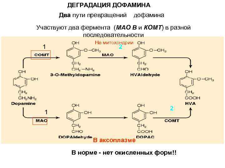 Схема синтеза дофамина