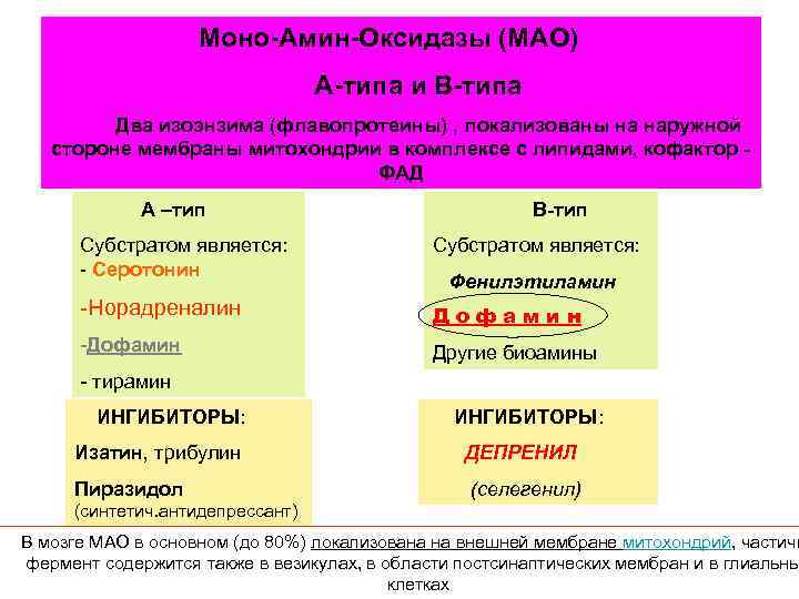 Моно-Амин-Оксидазы (МАО) А-типа и В-типа Два изоэнзима (флавопротеины) , локализованы на наружной стороне мембраны