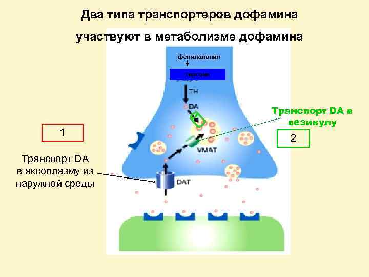 Два типа транспортеров дофамина участвуют в метаболизме дофамина фенилаланин тирозин 1 Транспорт DA в