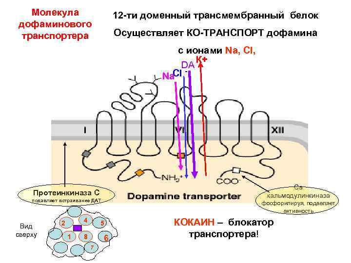 Молекула дофаминового транспортера 12 -ти доменный трансмембранный белок Осуществляет КО-ТРАНСПОРТ дофамина с ионами Na,