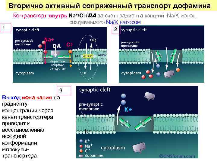 Вторично активный сопряженный транспорт дофамина 1 Ко-транспорт внутрь Na+/Cl-/DA за счет градиента конц-ий Na/K