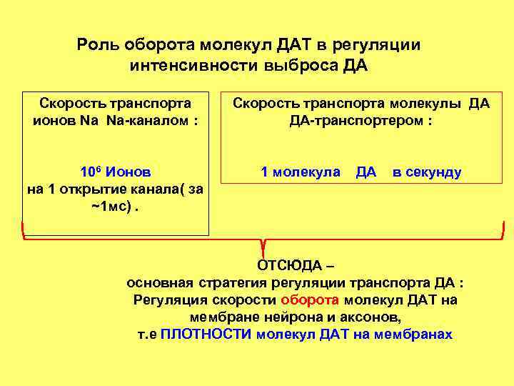 Роль оборота молекул ДАТ в регуляции интенсивности выброса ДА Скорость транспорта ионов Na Na-каналом