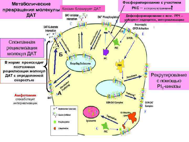 Метаболические превращения молекулы ДАТ Спонтанная рециклизация молекул ДАТ способствует интернализации Дефосфорилирование с пом. РР