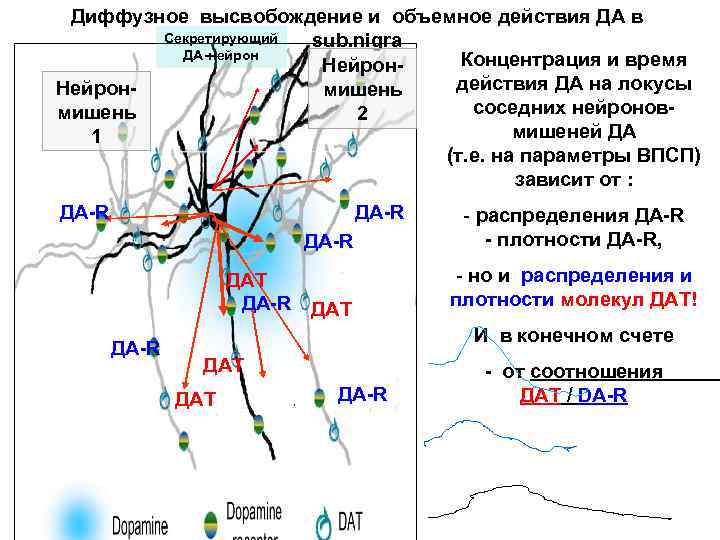 Диффузное высвобождение и объемное действия ДА в Секретирующий sub. nigra ДА-нейрон Концентрация и время