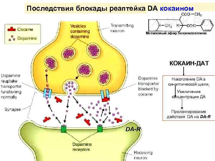 Последствия блокады реаптейка DA кокаином Метиловый эфир бензоилэкгоина КОКАИН-ДАТ Накопление DA в синаптической щели,