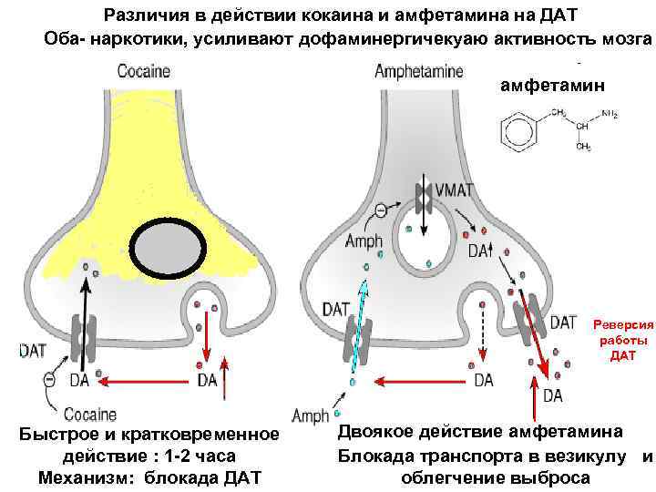 Различия в действии кокаина и амфетамина на ДАТ Оба- наркотики, усиливают дофаминергичекуаю активность мозга