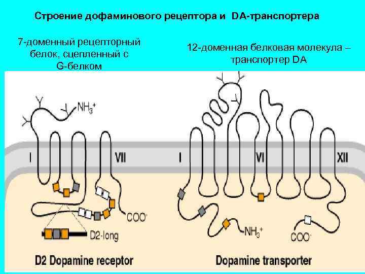 Дофаминовые рецепторы. Строение дофаминового рецептора. Строение рецептора. Дофаминовые рецепторы структура. Функциональная мобильность рецепторов физиология.