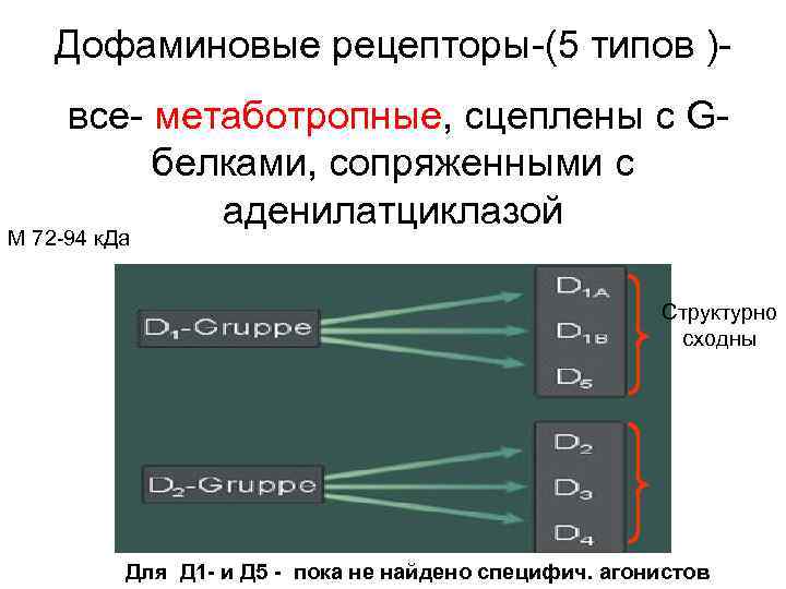 Дофаминовые рецепторы-(5 типов )все- метаботропные, сцеплены с Gбелками, сопряженными с аденилатциклазой М 72 -94