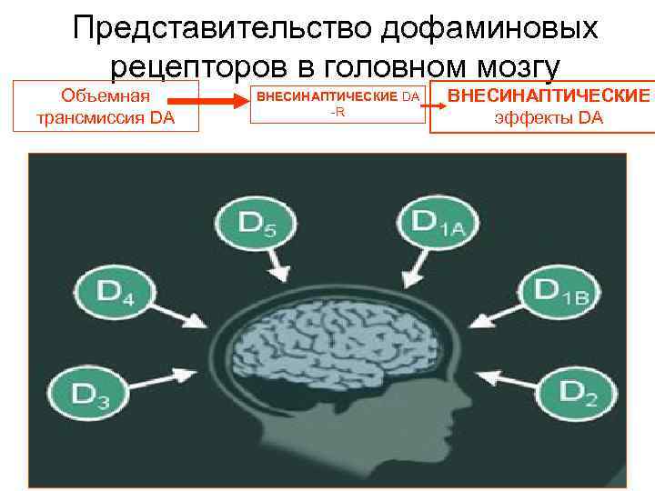 Представительство дофаминовых рецепторов в головном мозгу Объемная трансмиссия DA ВНЕСИНАПТИЧЕСКИЕ DA -R ВНЕСИНАПТИЧЕСКИЕ эффекты