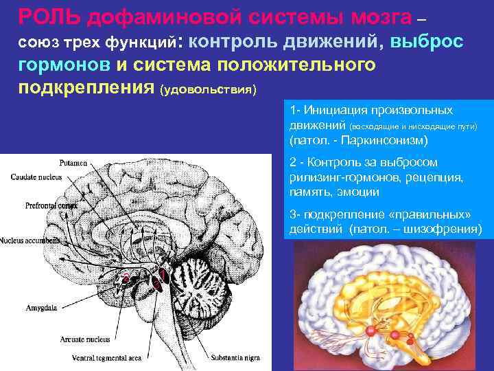 3 системы мозга. Дофаминергические системы мозга. Дофаминергическую систему мозга это. Функции дофаминергической системы мозга. Роль дофаминергической системы.