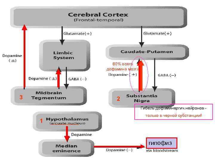 80% всего дофамина мозга 3 2 Гибель дофаминергич. нейронов - 1 только в черной