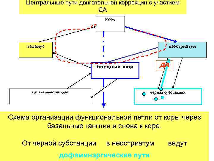 Центральный путь. Центральный двигательный путь. Неостриатум. Выключение (недостаточность) неостриатум. Схема исследования двигательного пути.