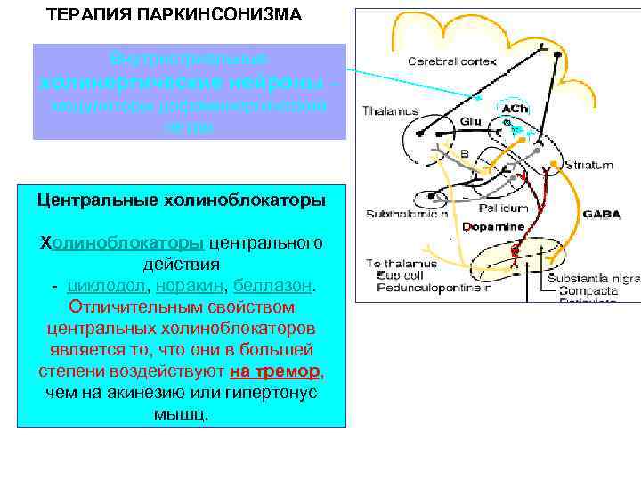 ТЕРАПИЯ ПАРКИНСОНИЗМА Внутристриальные холинергические нейроны – модуляторы дофаминергической петли Центральные холиноблокаторы Холиноблокаторы центрального действия