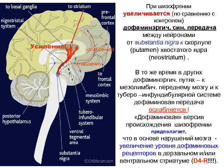 При шизофрении увеличивается (по сравнению с контролем) Усиление! ослабление дофаминэргич. син. передача между нейронами