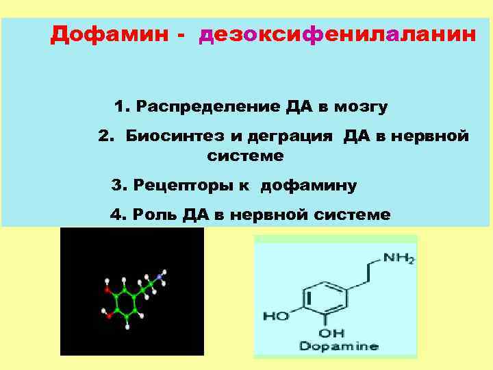 Дофамин - дезоксифенилаланин 1. Распределение ДА в мозгу 2. Биосинтез и деграция ДА в