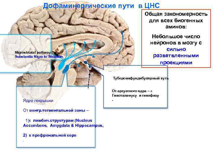 Дофаминергические пути в ЦНС Общая закономерность для всех биогенных аминов: Nigrostriatal pathway Substantia Nigra