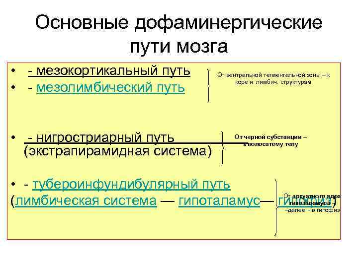 Основные дофаминергические пути мозга • - мезокортикальный путь • - мезолимбический путь • -