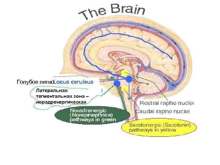 Голубое пятно Locus ceruleus Латеральная тегментальная зона – норадренергическая 