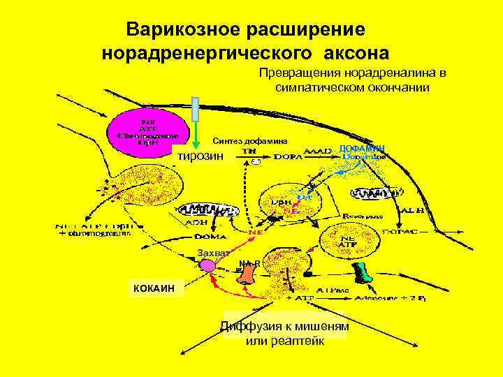 Варикозное расширение норадренергического аксона Превращения норадреналина в симпатическом окончании Синтез дофамина тирозин ДОФАМИН Захват