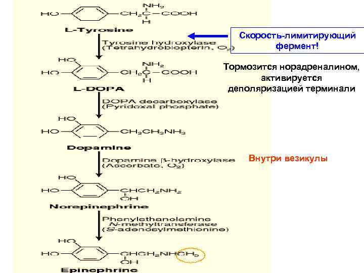 Схема синтеза катехоламинов