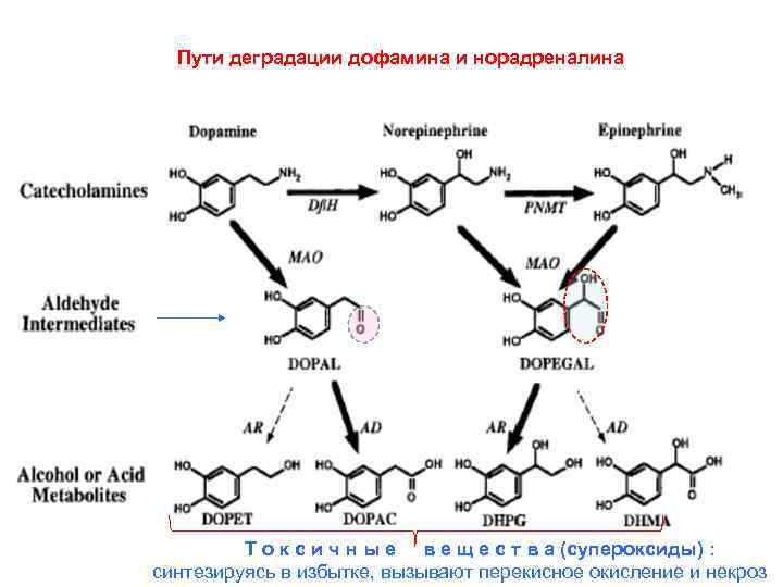 Пути деградации дофамина и норадреналина Т о к с и ч н ы е