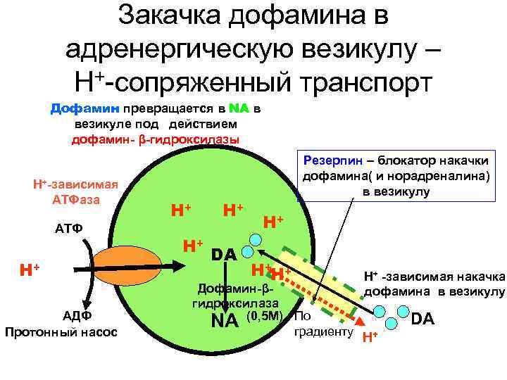 Схема синтеза дофамина