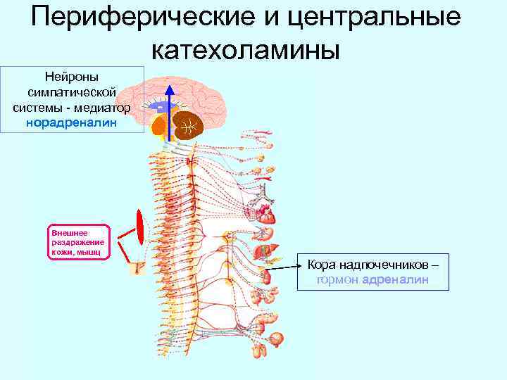 Катехоламины надпочечников