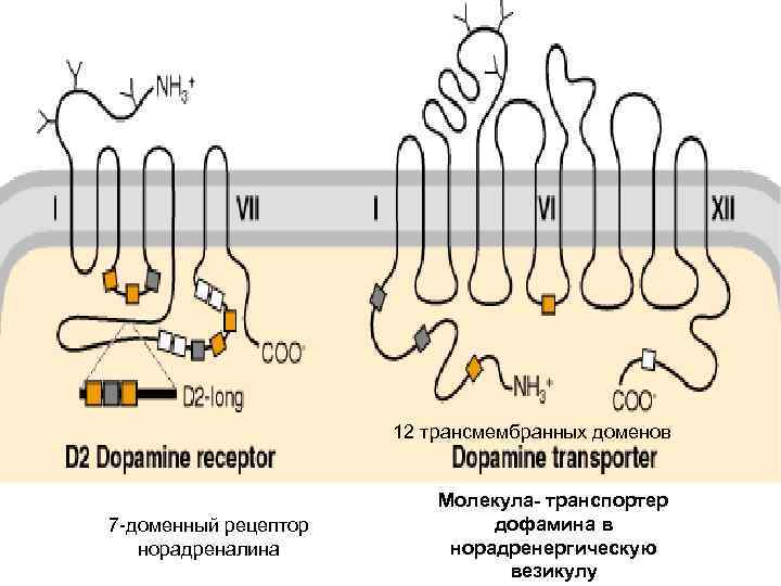  12 трансмембранных доменов 7 -доменный рецептор норадреналина Молекула- транспортер дофамина в норадренергическую везикулу