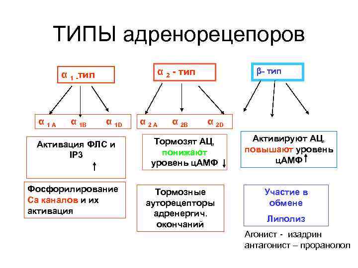 ТИПЫ адренорецепоров α 1 -тип α 1 A α 1 B α 1 D